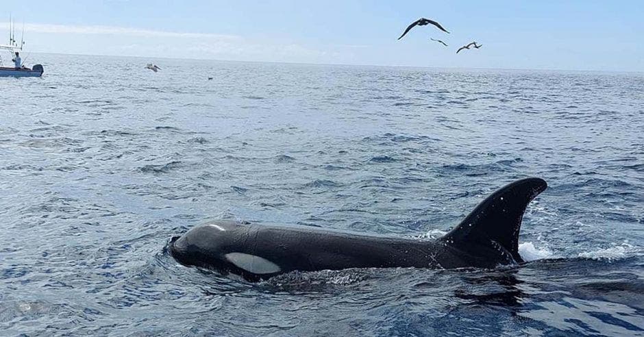 una orca nadando en el agua