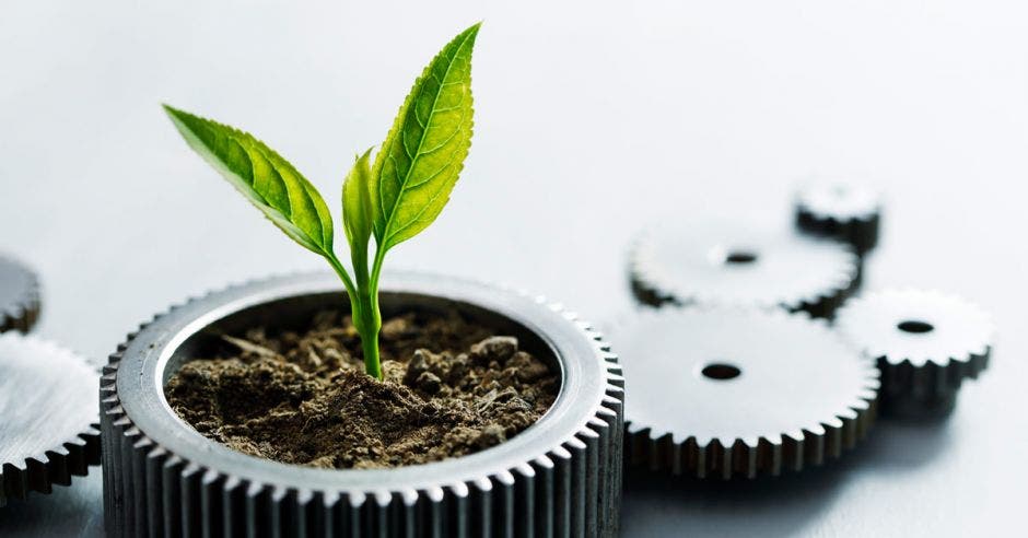 Maceta con planta naciendo