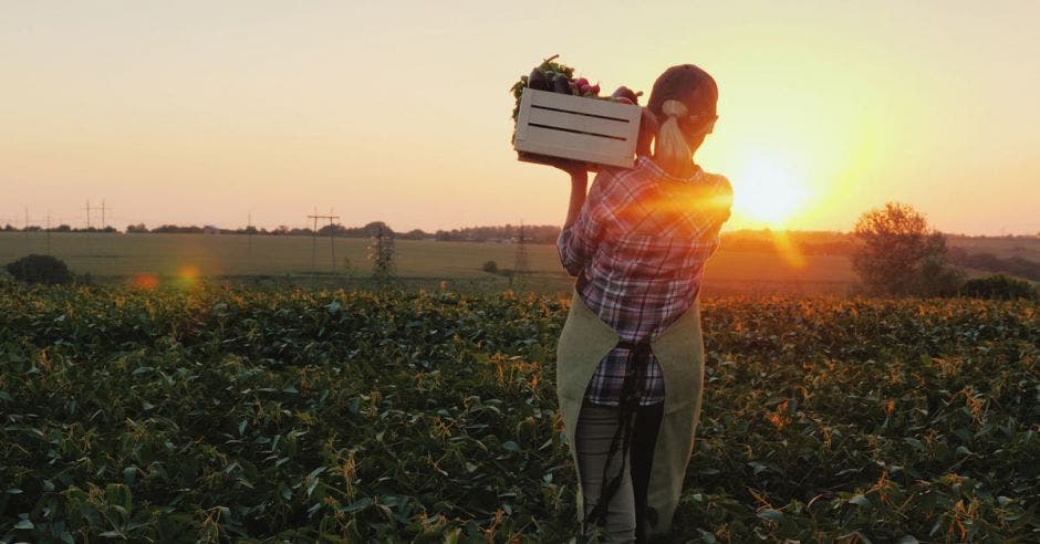 una mujer carga un caja con vegetales durante una mañana soleada