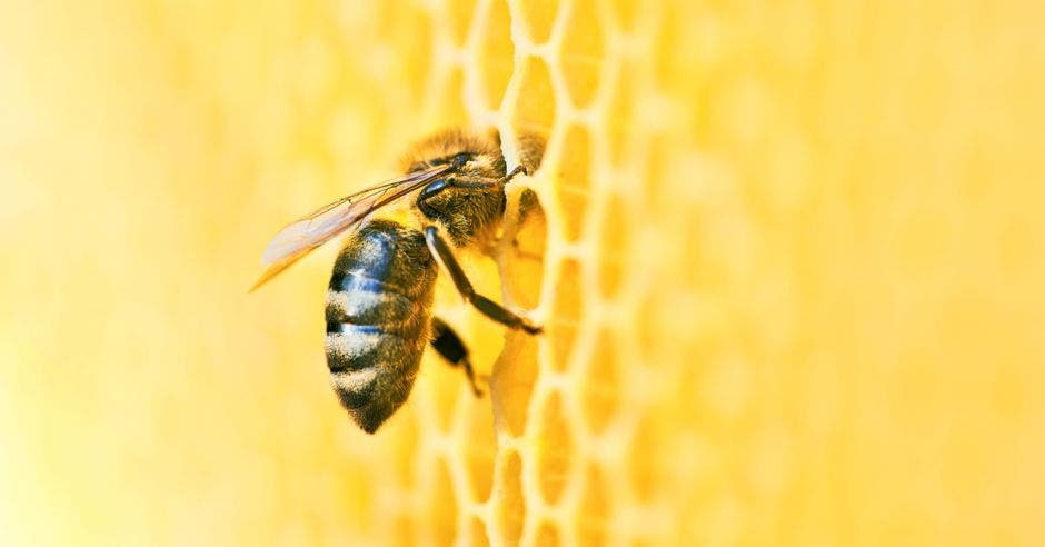 una abeja succionando miel de su panal