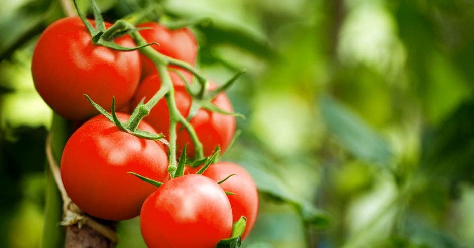 un racimo con seis tomates