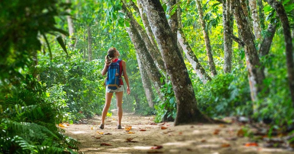 Joven caminante en el bosque tropical y mira los árboles. Efecto de cambio de inclinación aplicado en los bordes