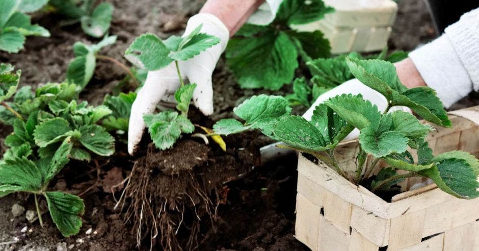 Mujer plantando plantas de fresas