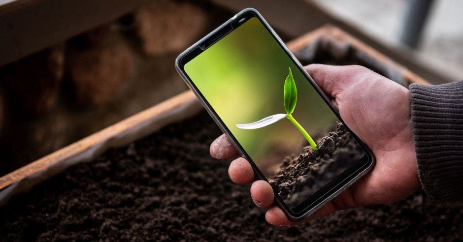 un hombre con un celular verifica el crecimiento de una planta