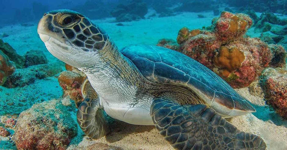 una tortuga nada en el fondo marino