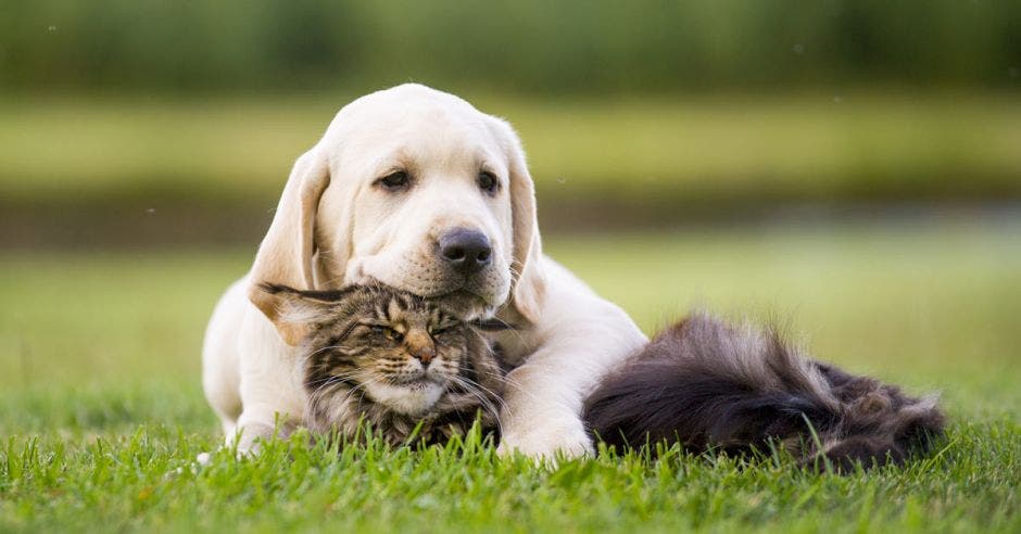 un perro y un gato acostados en el césped