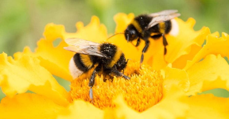 dos abejas polinizan girasoles