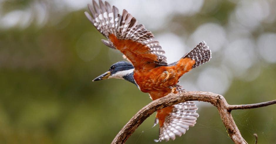 Hembra de ave Ceryle torquatus volando en el Refugio de Vida Silvestre Caño Negro en Costa Rica