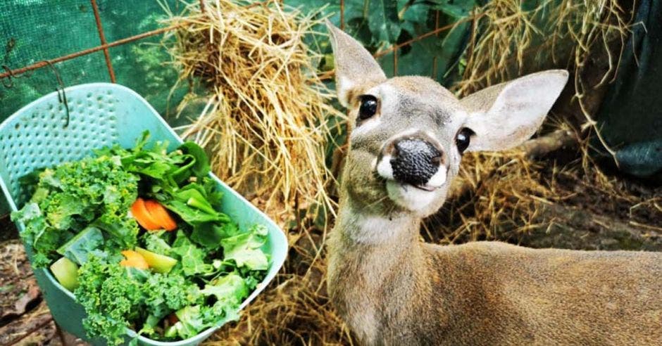 un venado cola blanca comiendo vegetales frescos