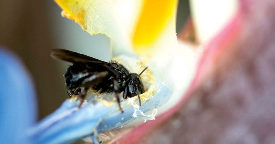 una abeja polinizando una planta