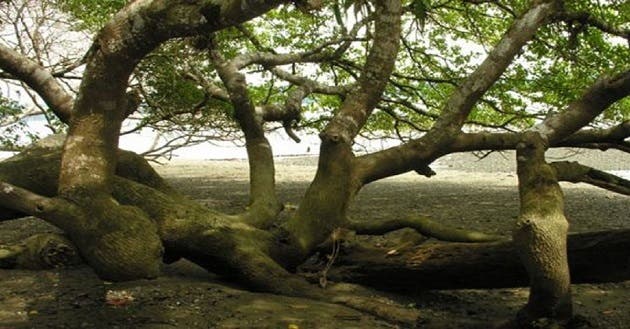 El árbol de manzanillo