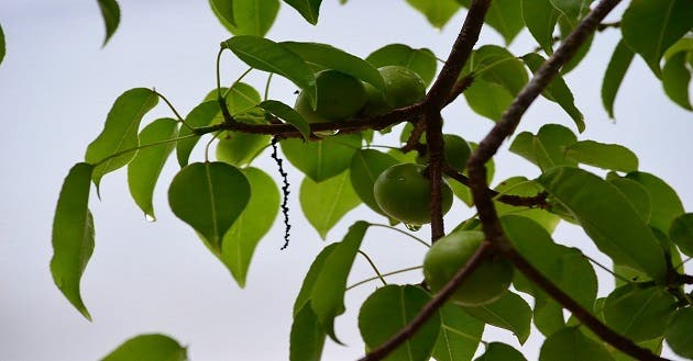 El árbol de Manzanillo