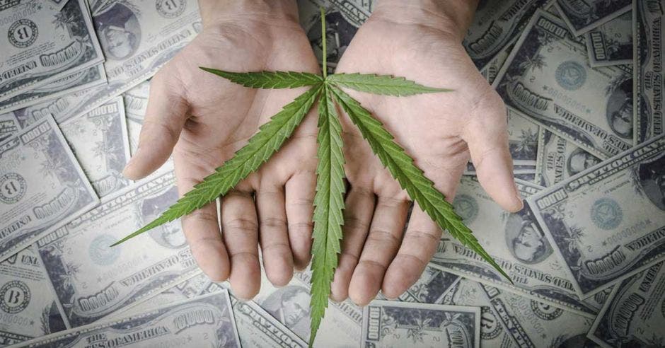 una planta de cannabis sobre un fondo de billetes