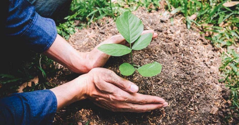 Manos de jóvenes plantaban los semilleros y árboles en tierra