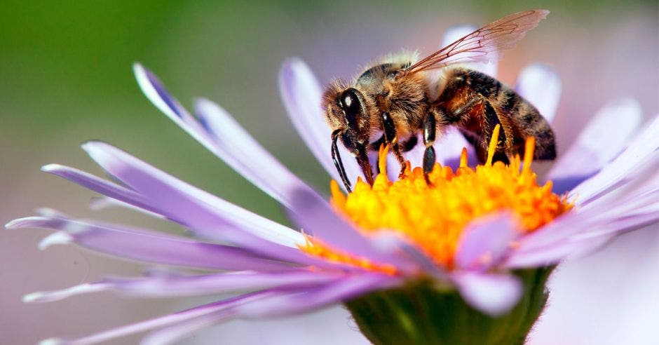 detalle de la abeja de miel en la abeja latina Apis Mellifera, europea o occidental sentada en la flor azul o violeta