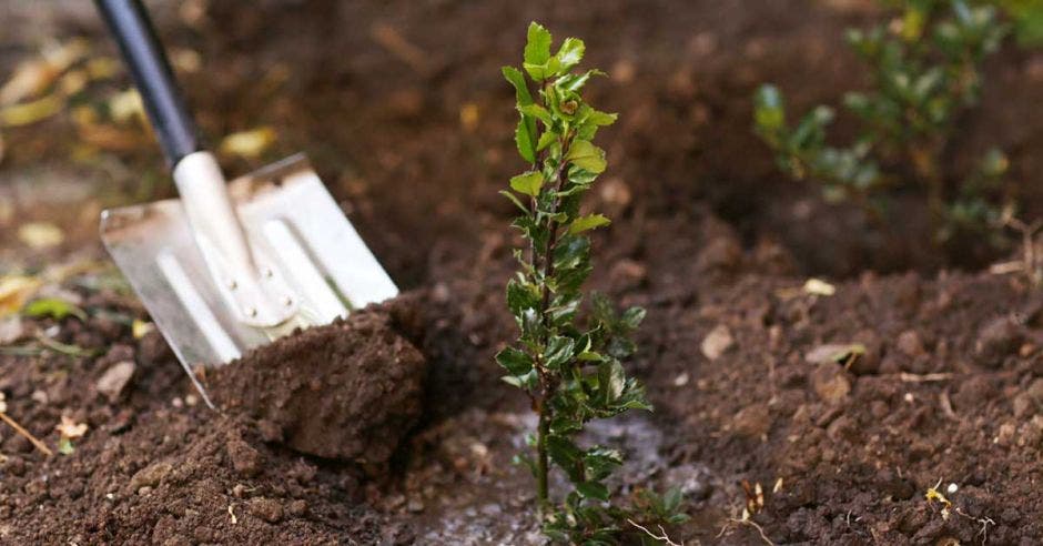 un árbol plantado junto a una pala de metal