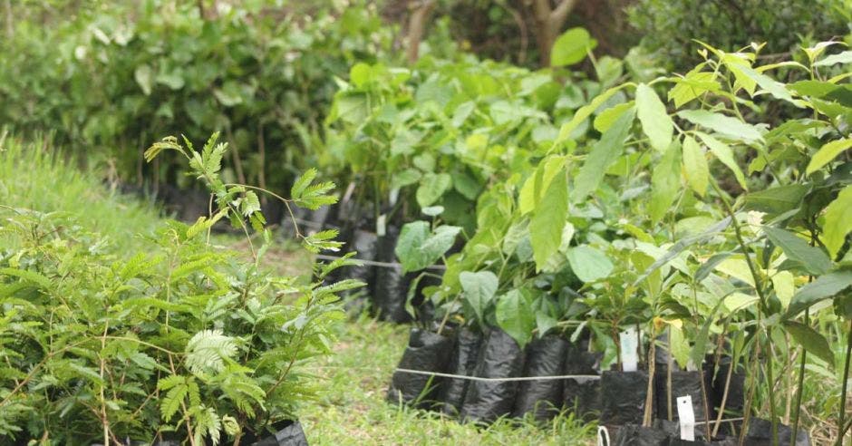 un conjunto de árboles metidos en bolsas negras