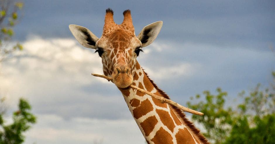 una jirafa sostiene un pequeño palo con su boca