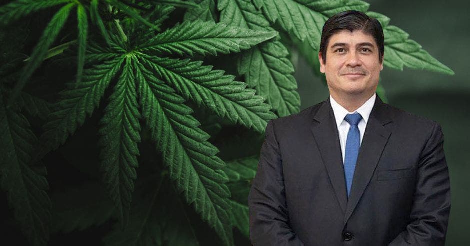 un hombre de saco y corbata sobre un fondo de plantas de marihuana