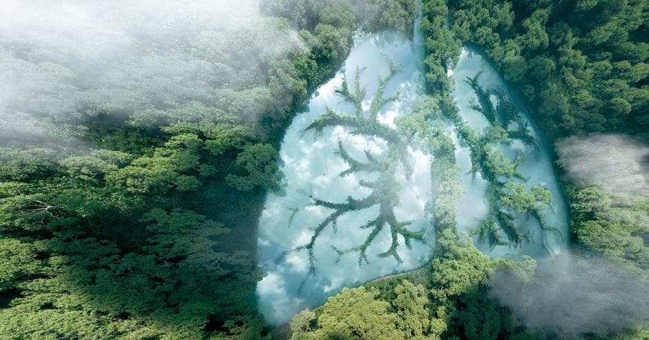 un bosque con una nube en forma de pulmón en el centro