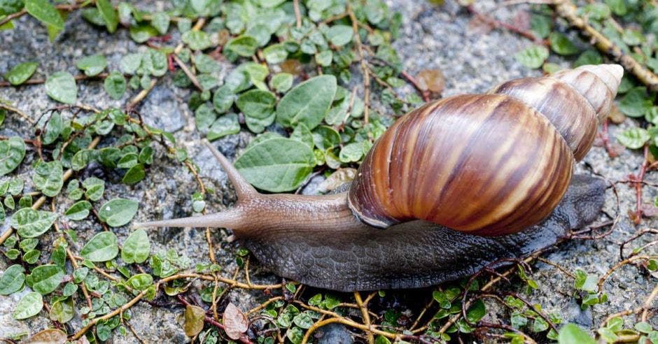 un caracol se desplaza por una piedra