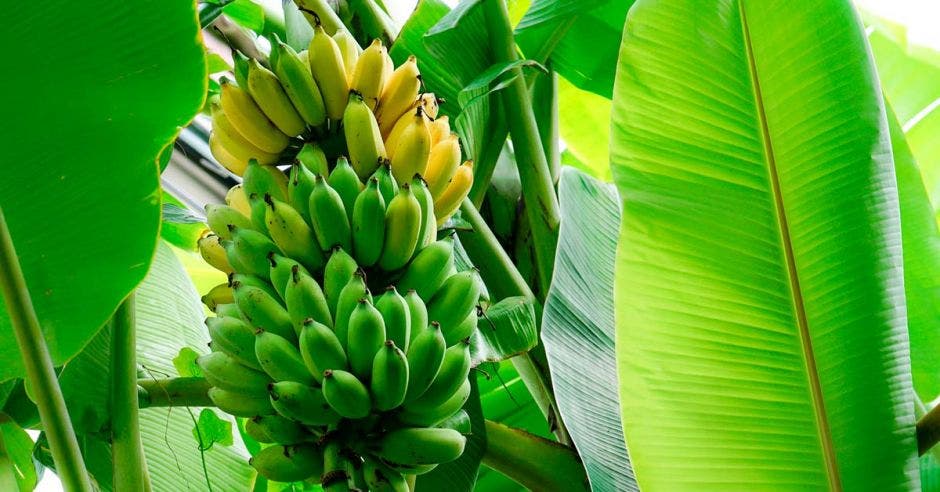 un racimo de banano en una plantación