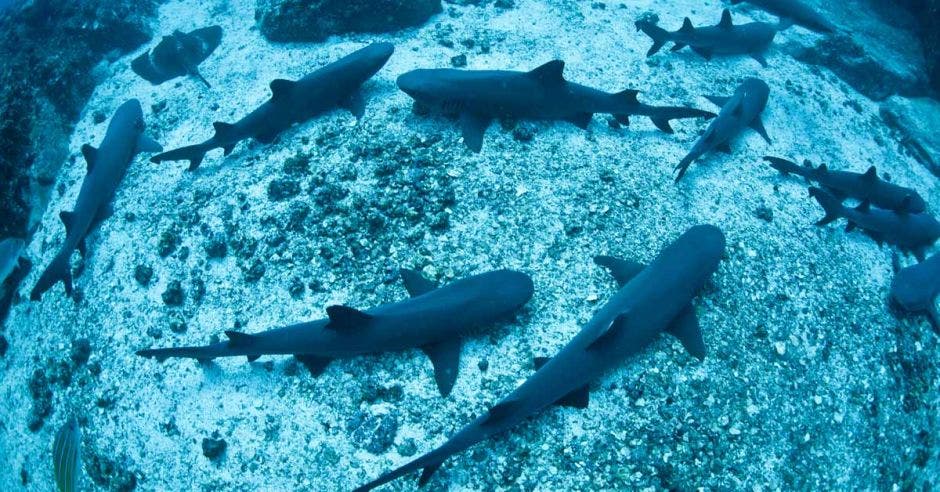 un grupo de tiburones en la superficie marina. Hay mantarrayas también visibles.