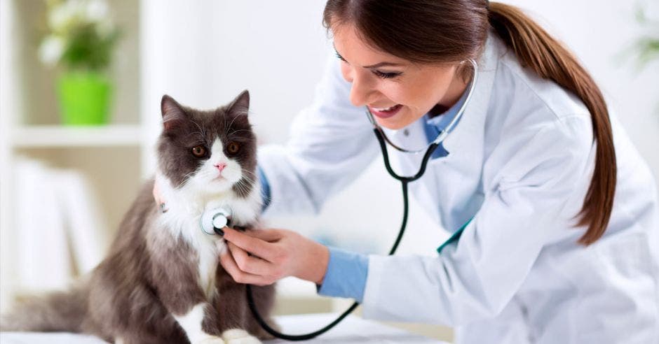 una médico veterinaria examina un gato en su consultorio