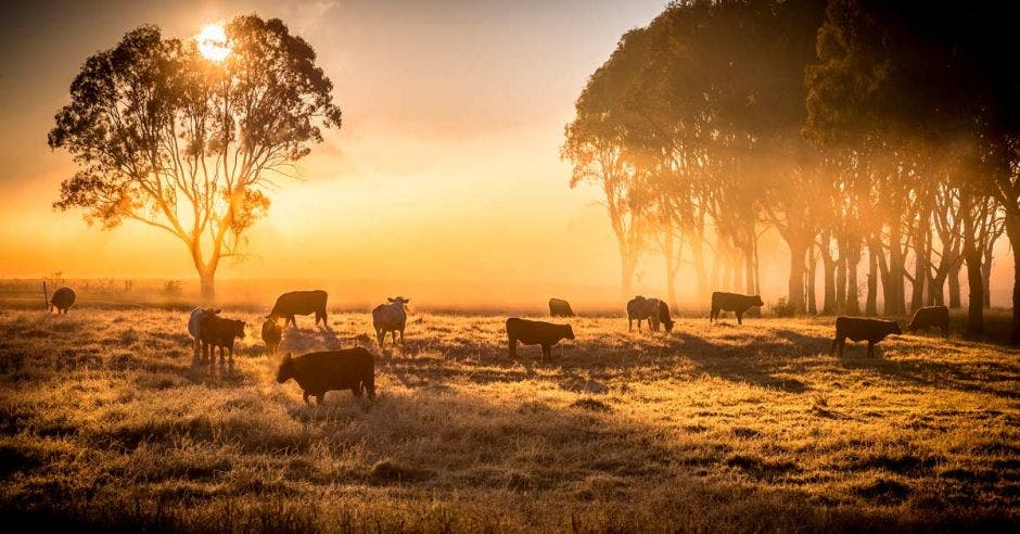 un potrero de vacas al amanecer, cubierto de neblina