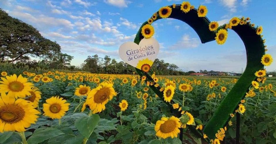 girasoles Costa Rica