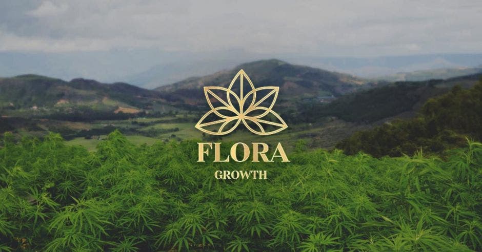 un logo de plantas sobre un fondo de plantación de cannabis. La palabra Flora Growth con detalles en dorado,