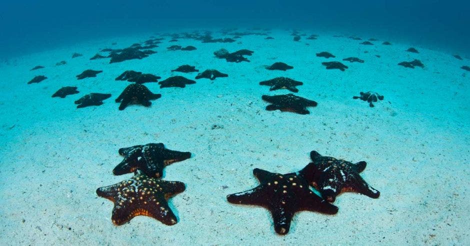 Un conjunto de estrellas de mar en el fondo marino