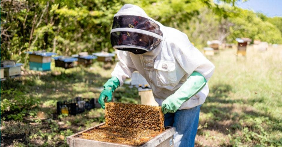 Hombre trabajando en apiario