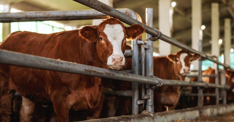 vaca café con mancha blanca en la cara, detrás de barras de metal