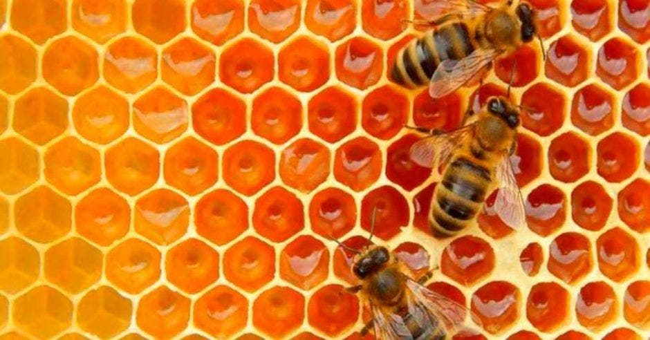 miel abeja