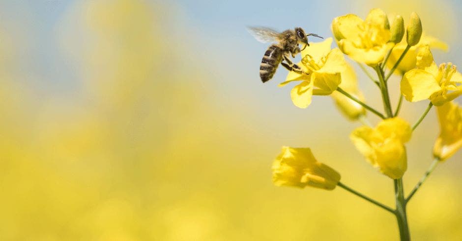 una abeja come de una flor