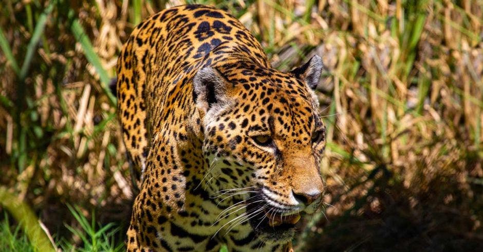 un jaguar saliendo de un pastizal