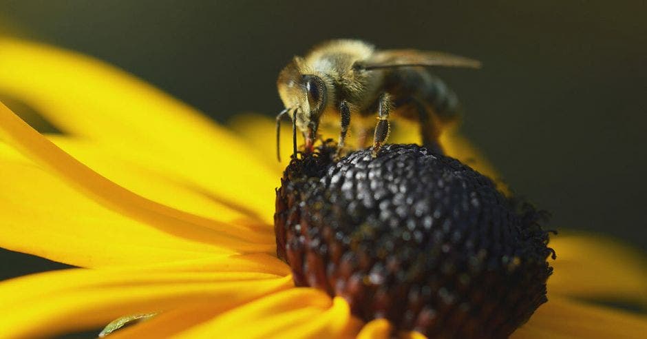 una abeja polinizando una flor
