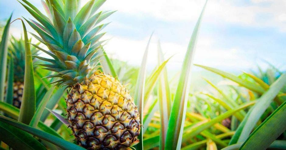 una piña en un campo verde