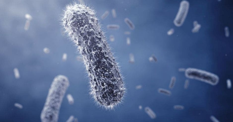 una bacteria dentro del organismo
