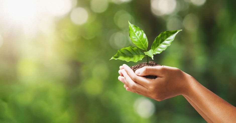 Foto de un niño con un árbol entre sus manos