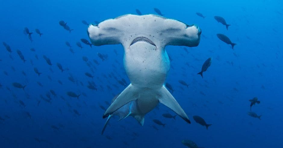 un tiburón martillo nada en el agua