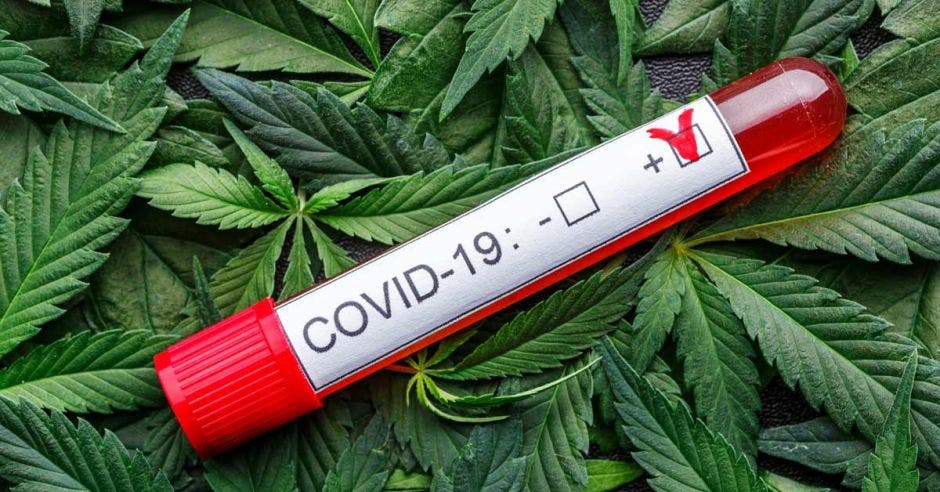 Muestra de sangre infectada en el tubo de muestra, Productos de cannabis surtidos, píldoras y aceite de cbd - concepto médico de marihuana, medicina alternativa de hierbas