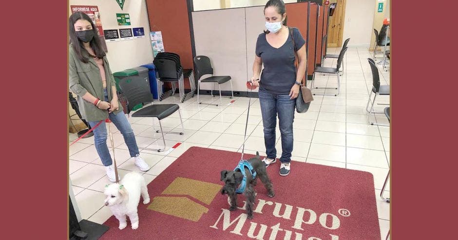 Dos perros en la alfombra en la entrada de una sucursal de Grupo Mutual