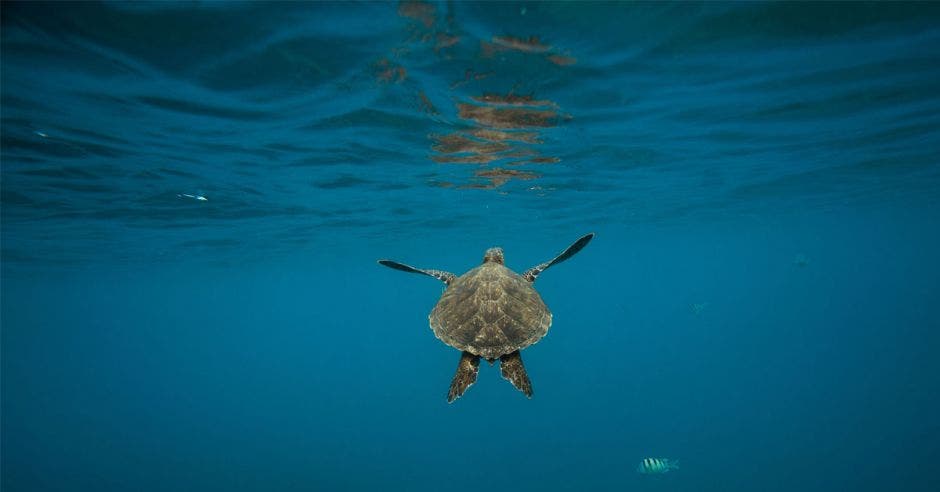 una tortuga nadando en el fondo marino