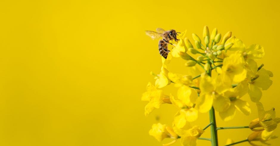 una abeja sobre una flor amarilla