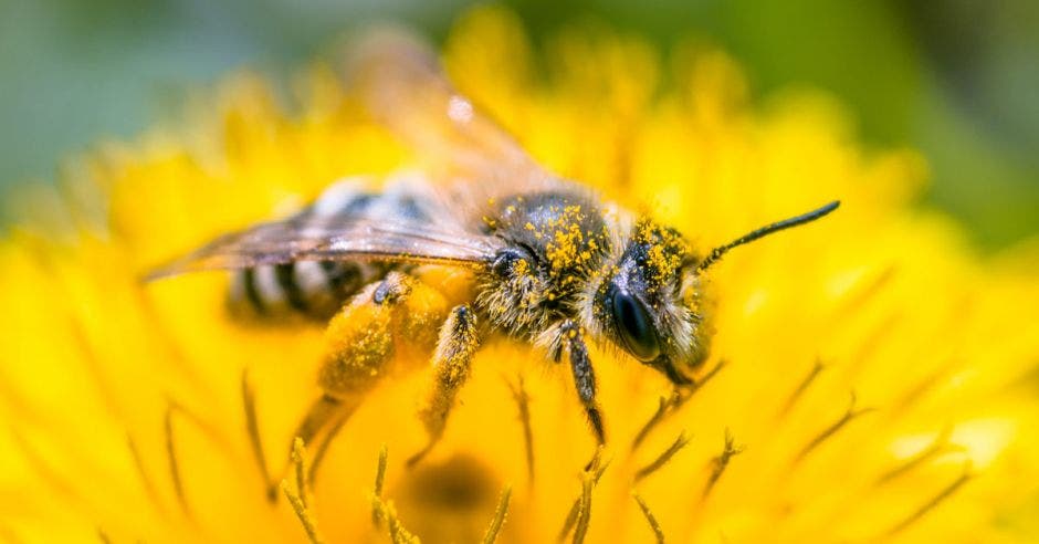 abeja en una flor amarilla