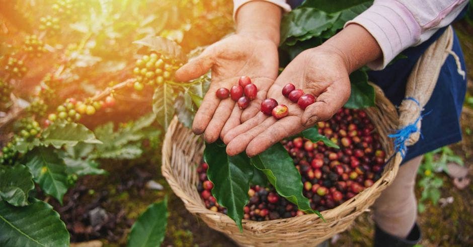 granos de café en canaste tejida y en manos abiertas