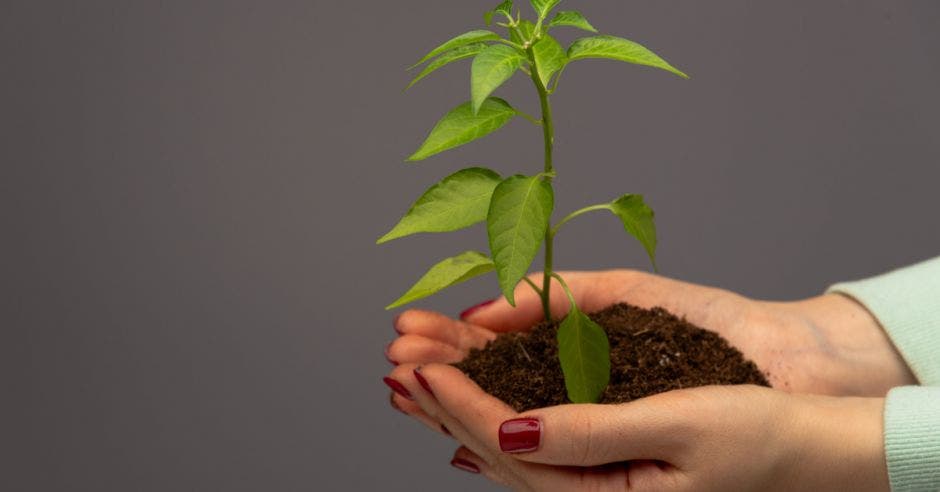 una planta sembrada en la mano de una persona. La mano es de una mujer con las uñas pintadas.