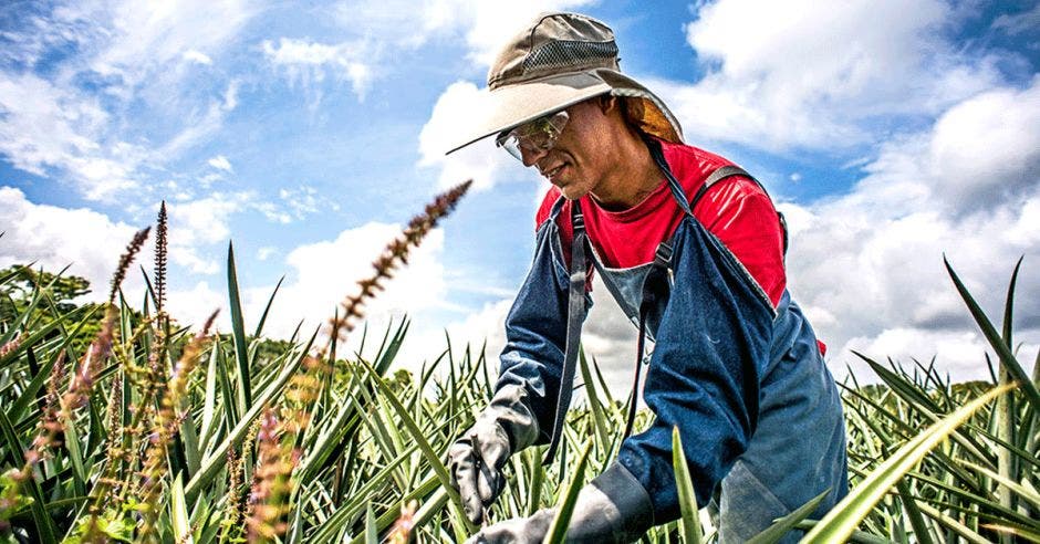 Hombre trabajando en sembradío